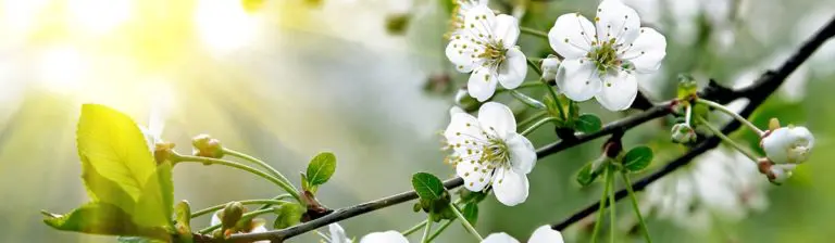 A close up of some white flowers on a tree